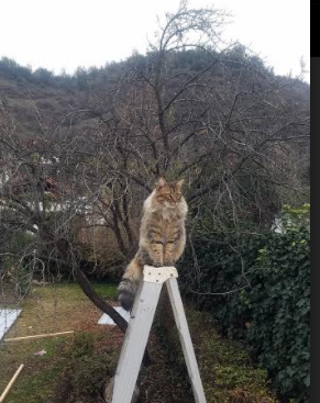 北欧手术刀割裂搏杀场,厄德高一击定乾坤,乌克兰血拼中气走土耳其