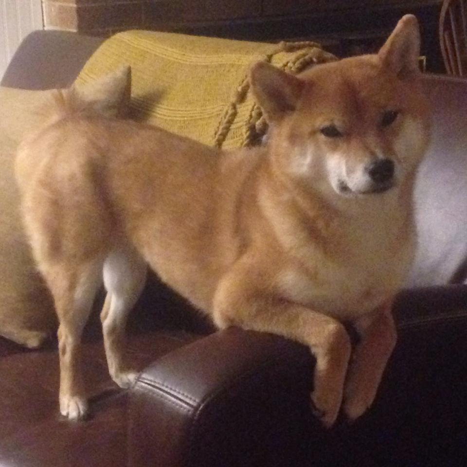 美学对垒,范弗利特用一记东方智慧解读的绝杀,定义了篮球的唯一性