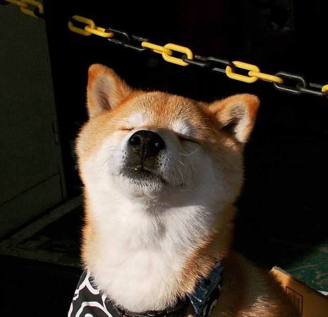 美学对垒,范弗利特用一记东方智慧解读的绝杀,定义了篮球的唯一性