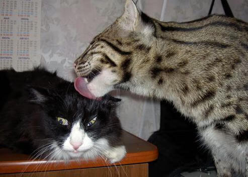 从都柏林到开普敦的逆袭，当翡翠绿以最稳健的方式，让跳羚沉默