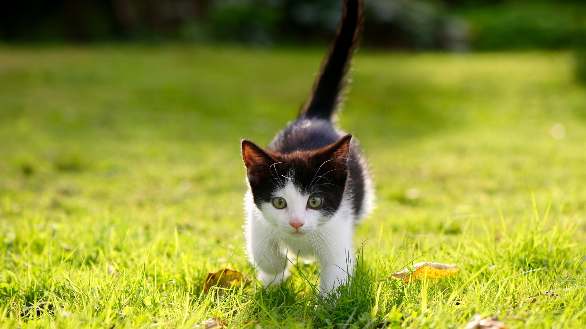 平行宇宙对决日，当浙江队遭遇马刺，恩比德用冠军级表现重塑篮球法则