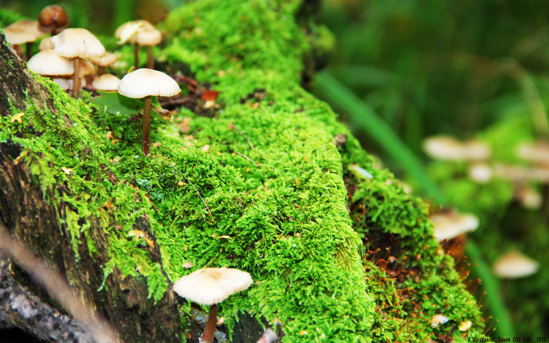 开云体育官网-零点五秒与九十分钟，当F1的精准控场遇见足球的意外踏平