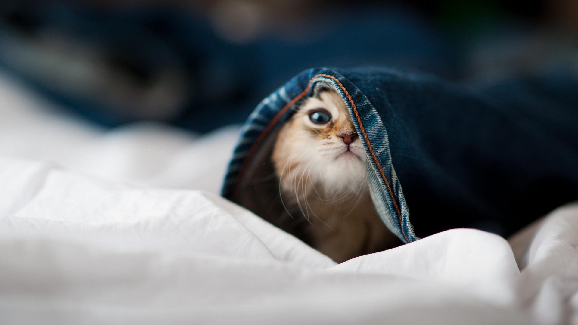 开云体育平台APP-当比利时遇上阿尔及利亚，最佳球员为何是日本人？