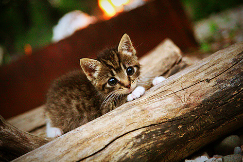 马刺的冰与火之歌,班凯罗如何在绿军铁壁上刻下未来之王的印记