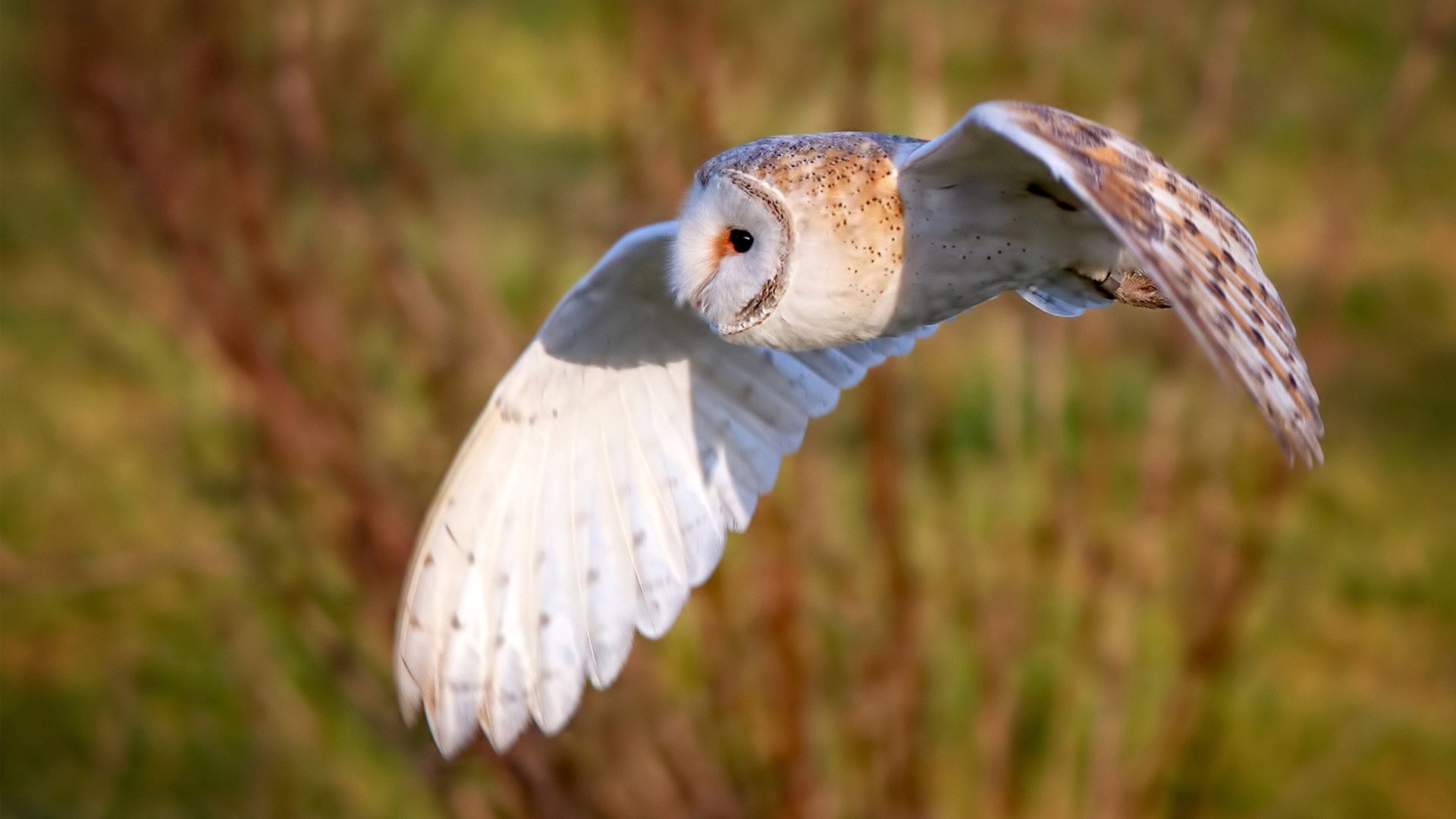 开云体育在线-锁链与烈焰，独行侠铁血防守绞碎雷霆，库里以三分雨正名王者归来