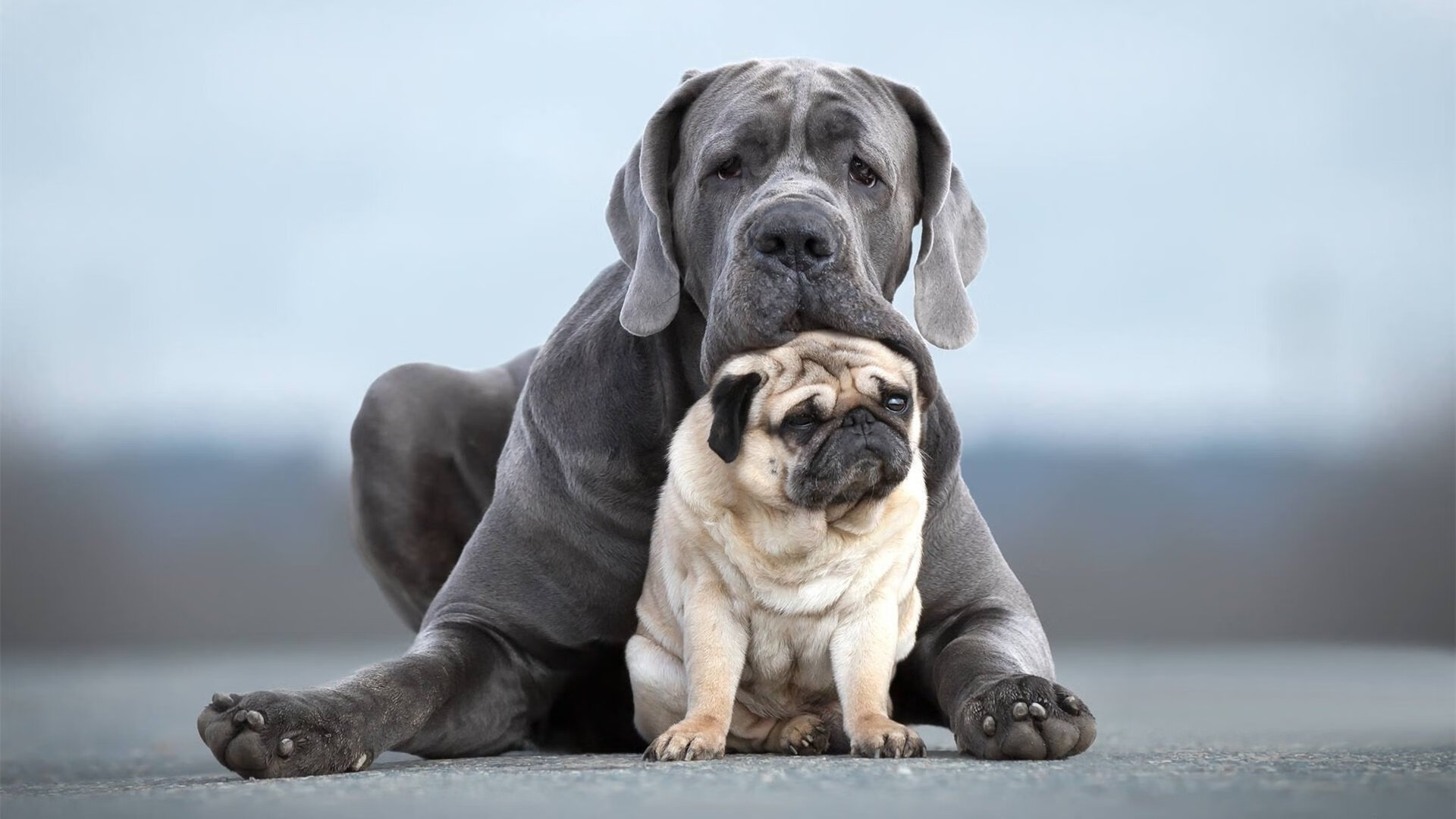 辽宁主场变角斗场，独行侠双人组惨遭东方兵法绞杀
