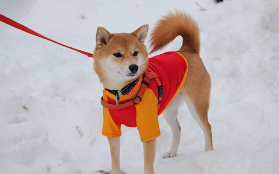 宛如约基奇附体！浙江队全面压制深圳队展现极致团队篮球