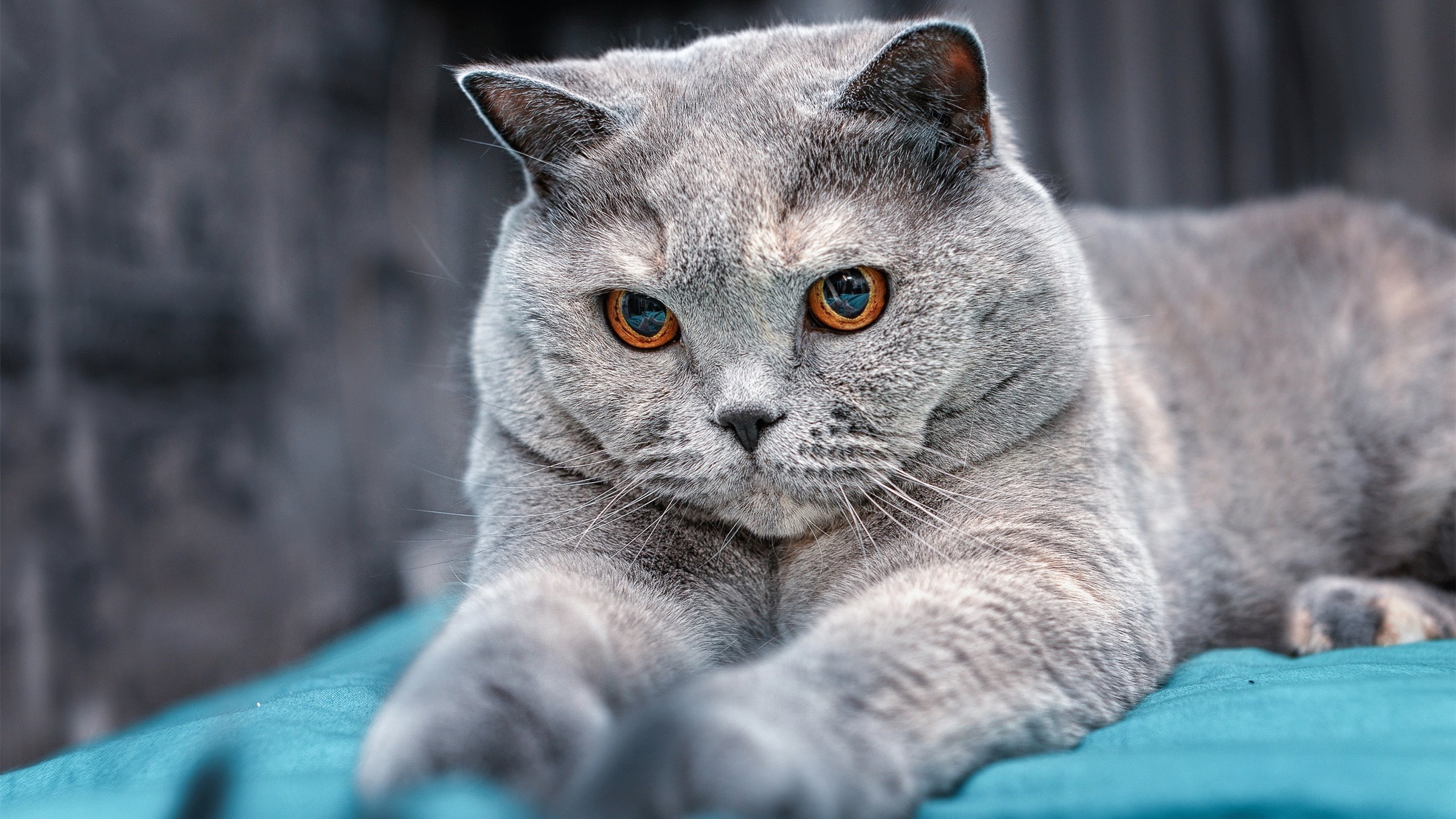 友谊赛暗藏玄机，非典型英雄阿克，如何成为三狮军团最隐秘的武器？