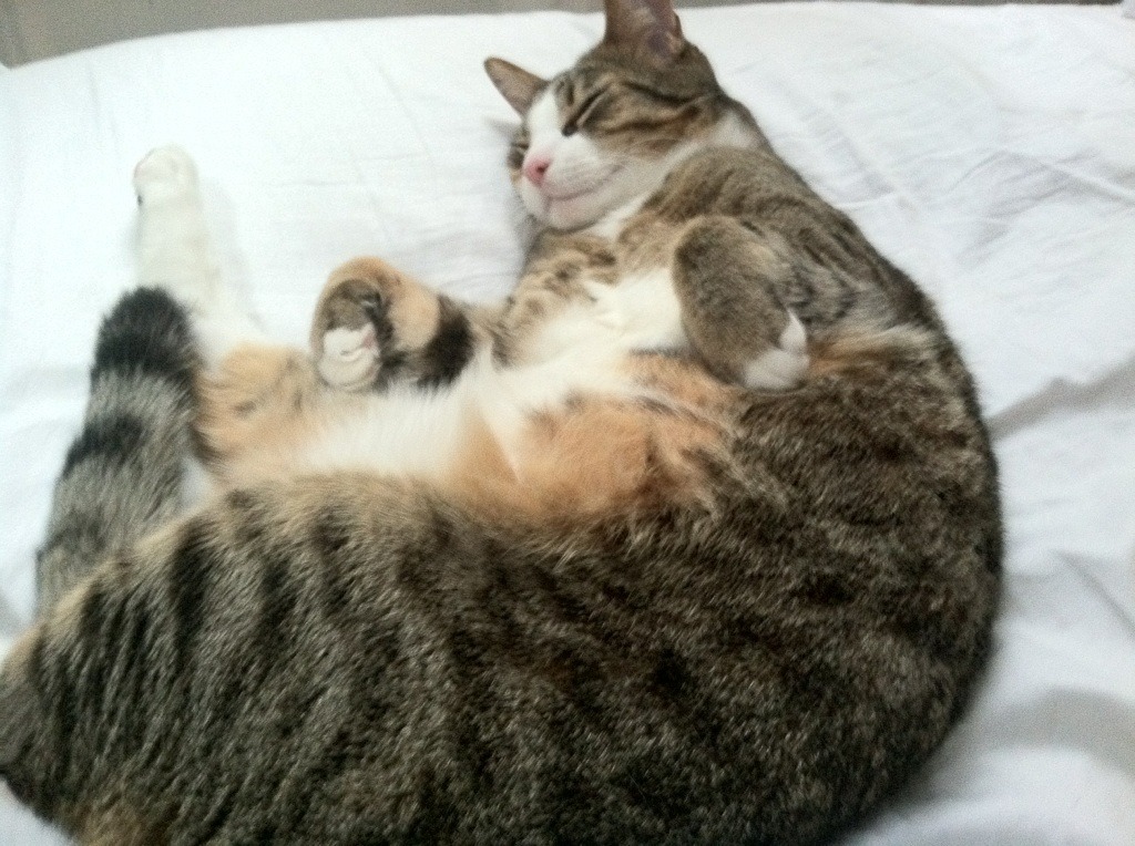 开云sport-铁卫封神！金玟哉加时独闯龙潭，埃及绝境逆袭那不勒斯